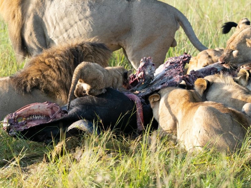 Masai Mara National Reserve in budget tented camp – Min 3 Days 2 Nights | Group Joining